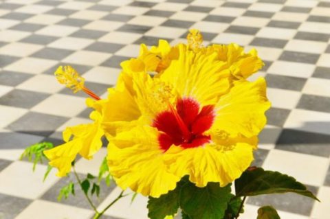 Reversi ή αλλιώς, Οθέλος