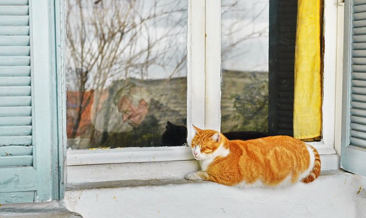 παππούς-γάτος